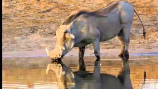 The African Warthog Fast Facts