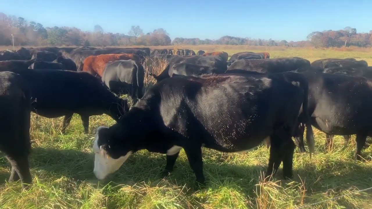 Простая правда о поколении бэби-бумеров и будущем сельского хозяйства. Часть 2!