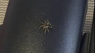 Twinflagged Jumping Spider Flagging Wealth