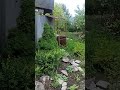 Ёлочная красота в Иглино #иглино