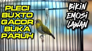 PANCINGAN PLECI BUXTONI GACOR DI PAGI HARI🔥