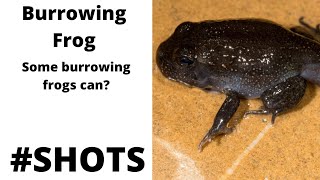 #shorts #burrowing frog #wildtour #animalfacts #birdsfacts #facts #youtubeshorts #knowlage