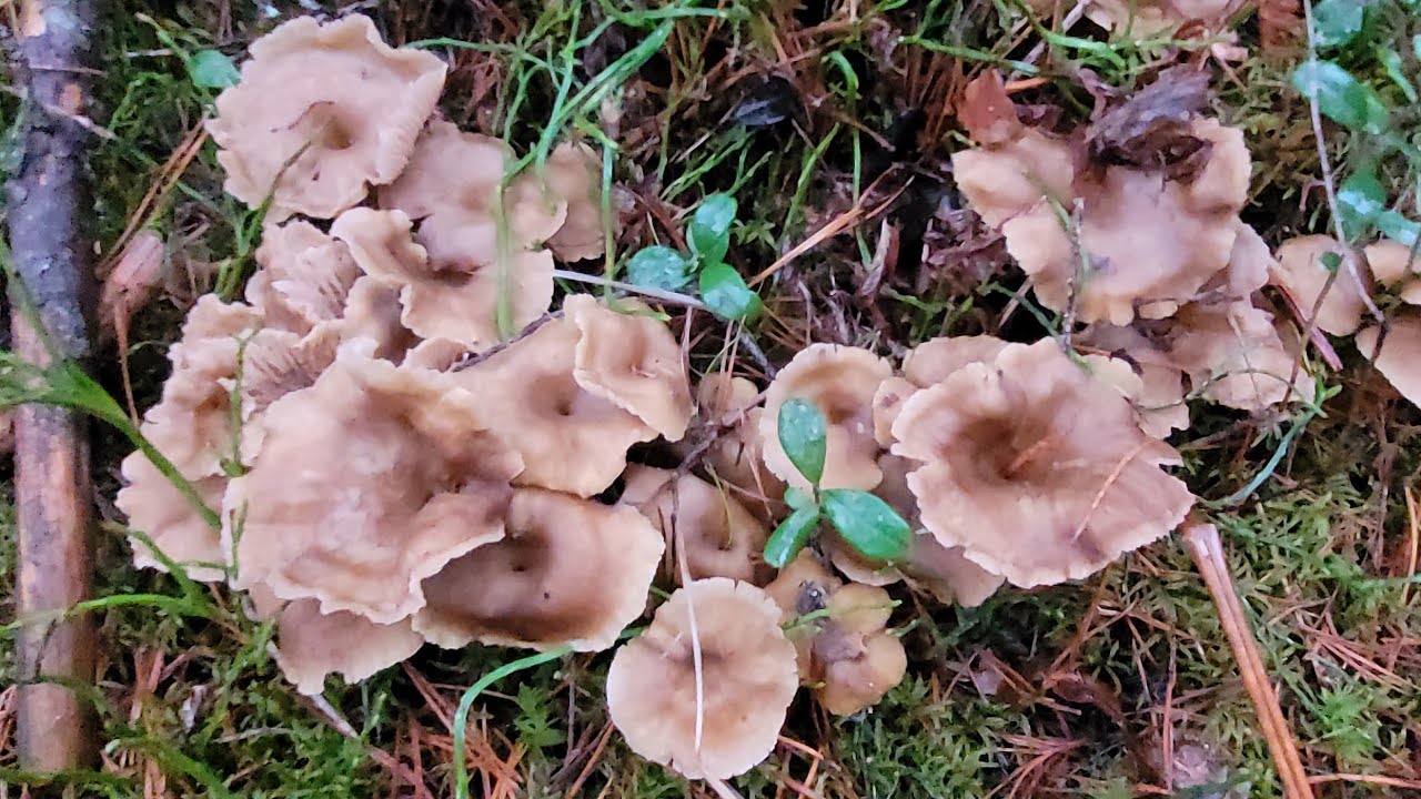 มีที่ขายใหม่แล้วไกลหน่อยแต่ก็คุ้มเจอขุมทัพย์ใหม่อะเมซิ่งสุดๆ