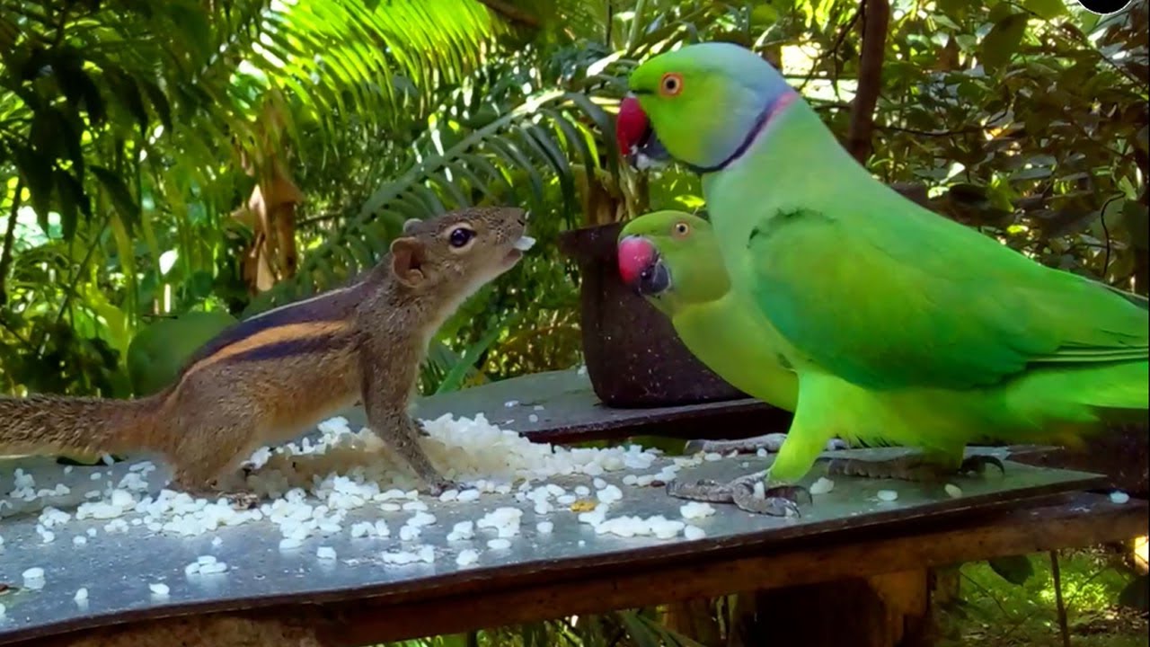 Cute Chipmunk vs Parrot Eating Showdown | Who Wins the Food Fight? - December 12, 2025