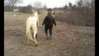 Horse dancing to Lady Gaga.3gp