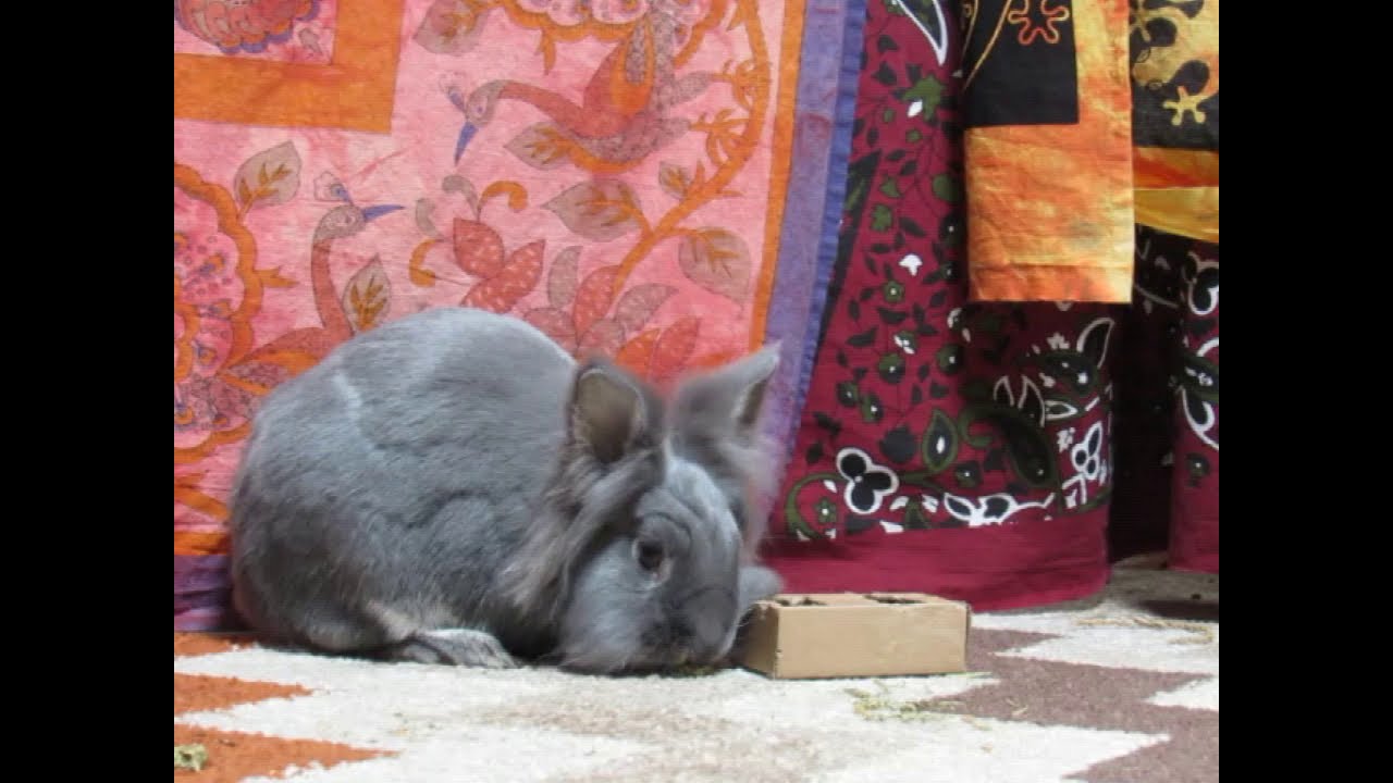 Lion Head Bunny plays with new toy YouTube