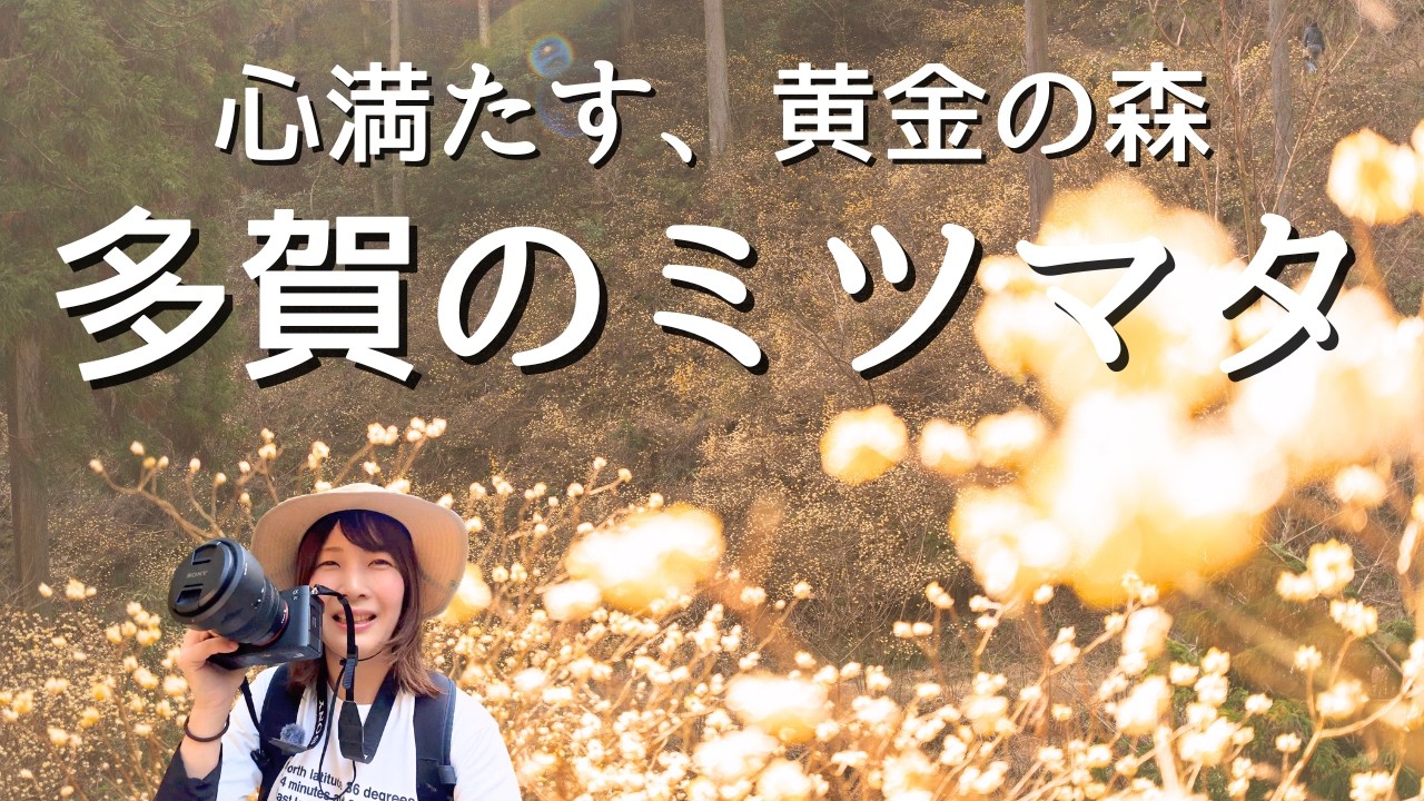 たった10分で出会える、世界一優しい黄金色。高畑山ミツマタハイキング