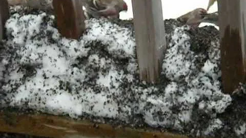 Redpolls 1-6-2013 @1230EST.AVI