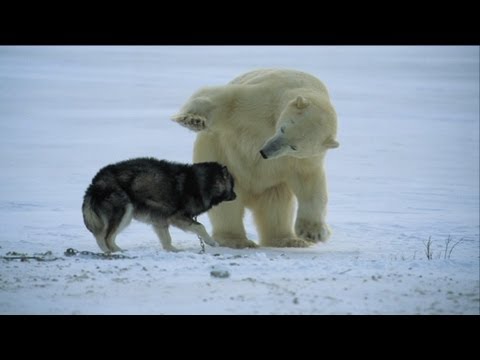 Video: Pet Scoop: Toronto je lední medvěd potřebuje jméno, pes s tajemnou fotografií dostane domů