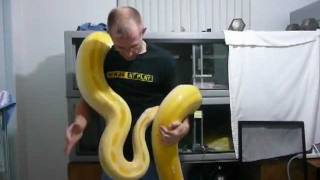 Florida Everglades Burmese Python Hunter