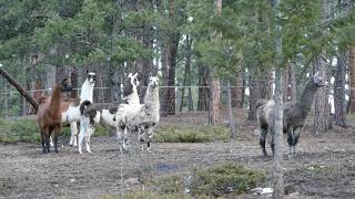 Llama Making Alarm Call At Turkeys April 2019