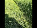 Primer corte de alfalfa hace 20 días .