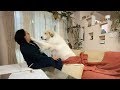 ちょっかいを出す格下に犬パンチをお見舞いしたアラン　Great Pyrenees　グレートピレニーズ