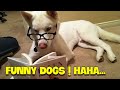 A collection of funny stories with dogs, moments of laughter and tears 🐶🐶🐶