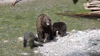 A brown bear sow with her 3 cubs is fishing for Cuhm salmon on a stream in
