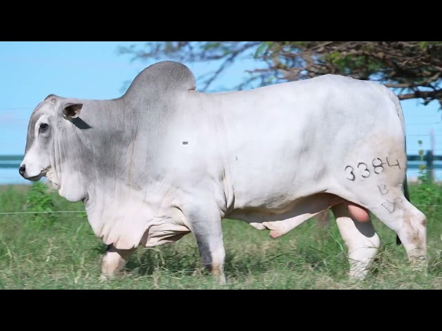 Lote 01   Leilão Nelore DP