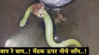 शिकार जब शिकारीकेँ ऊपर बैठ जाता है.. मेंढक बैठा साँप के ऊपर.. #snakerescue 