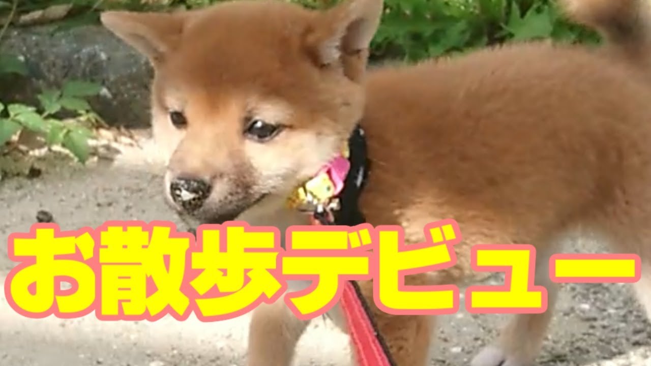 【豆柴子犬】初めてのお散歩！ちゃんと歩けるかな？【Mameshiba walk】 YouTube