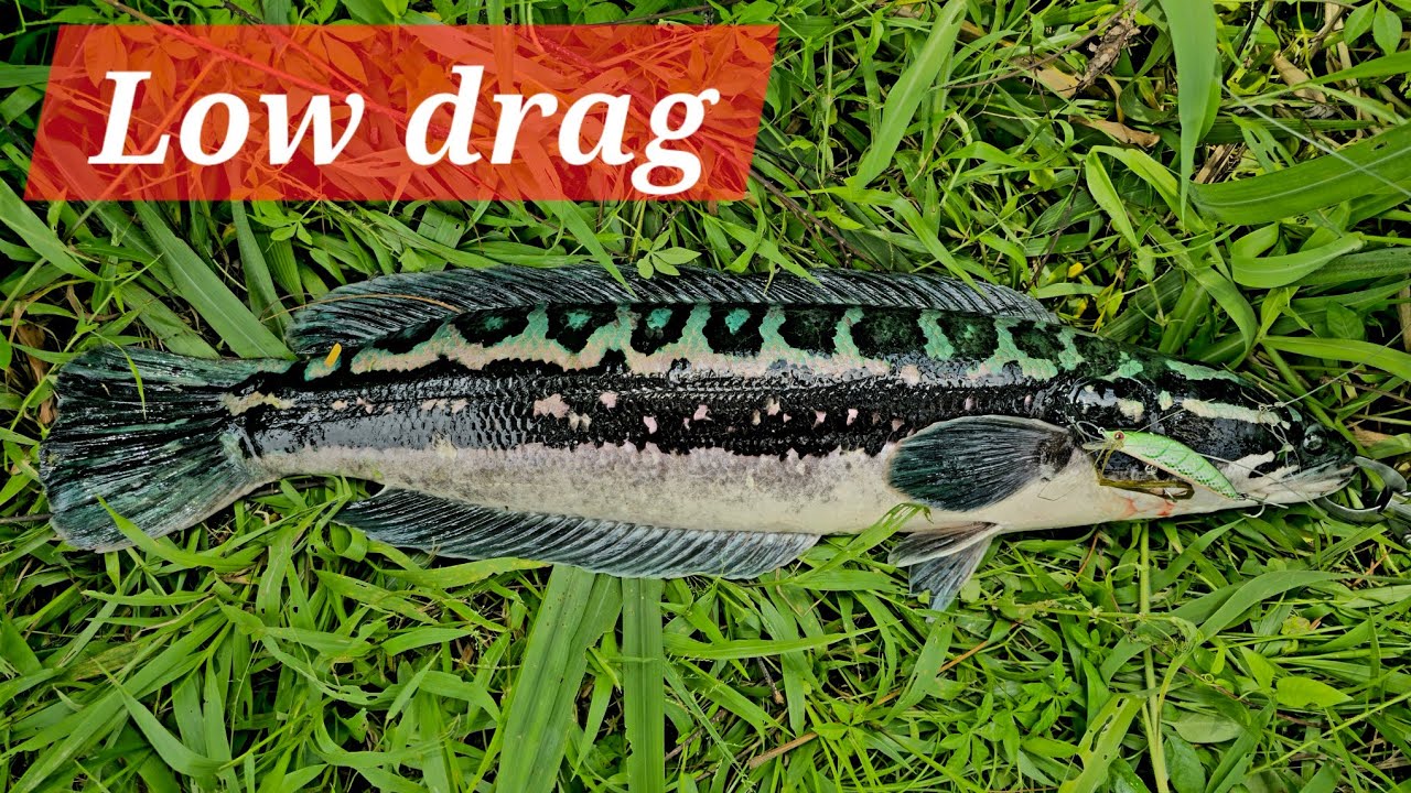 9 pounder on thin hooks low drag 4K UHD 60fps