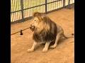 Lion Vs world strongest man 💪 Subscribe please 👍👍#stetus #shortfeed #relatableaf