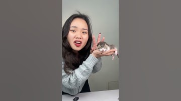 Những lưu ý khi mèo mới sinh phần 1 #mèo #thaomeo