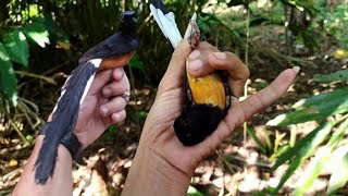 Pasang jerat burung murai batu pake lidi dan benang (cara jitu jerat murai batu susah di pikat)