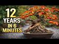 12 Years Persimmon Bonsai in 6 Minutes — The Branch That Snapped in Year 5