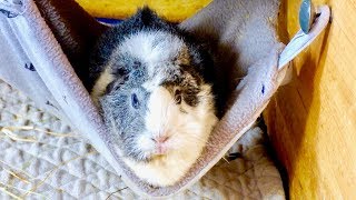 5 Things Your Guinea Pig Will Love