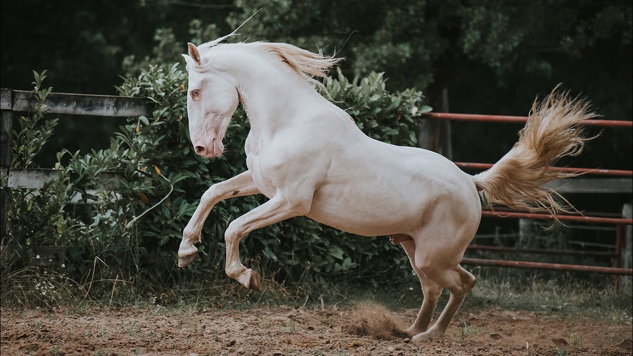 Horse for Sale | Cremello Piro Free 4YO Lusitano Stallion (REF#417) -  YouTube