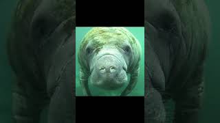 DON'T Touch A Manatee! You'll Regret It! #shorts