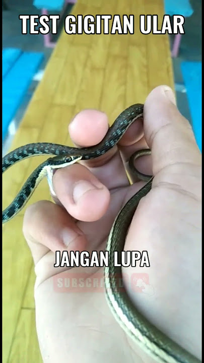 UJI COBA GIGITAN ULAR TAMBANG