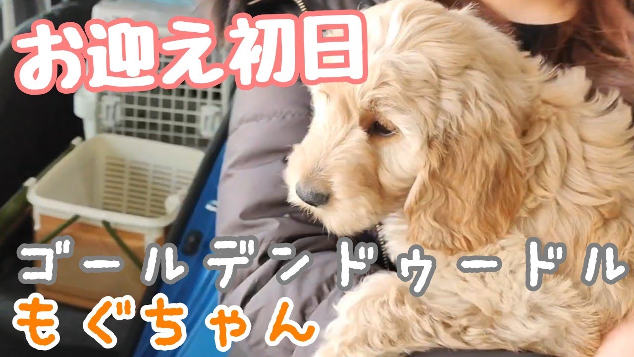 【子犬お迎え初日】ゴールデンドゥードルの子犬をお迎えしたよ！生後2ヶ月の大型犬パピーです