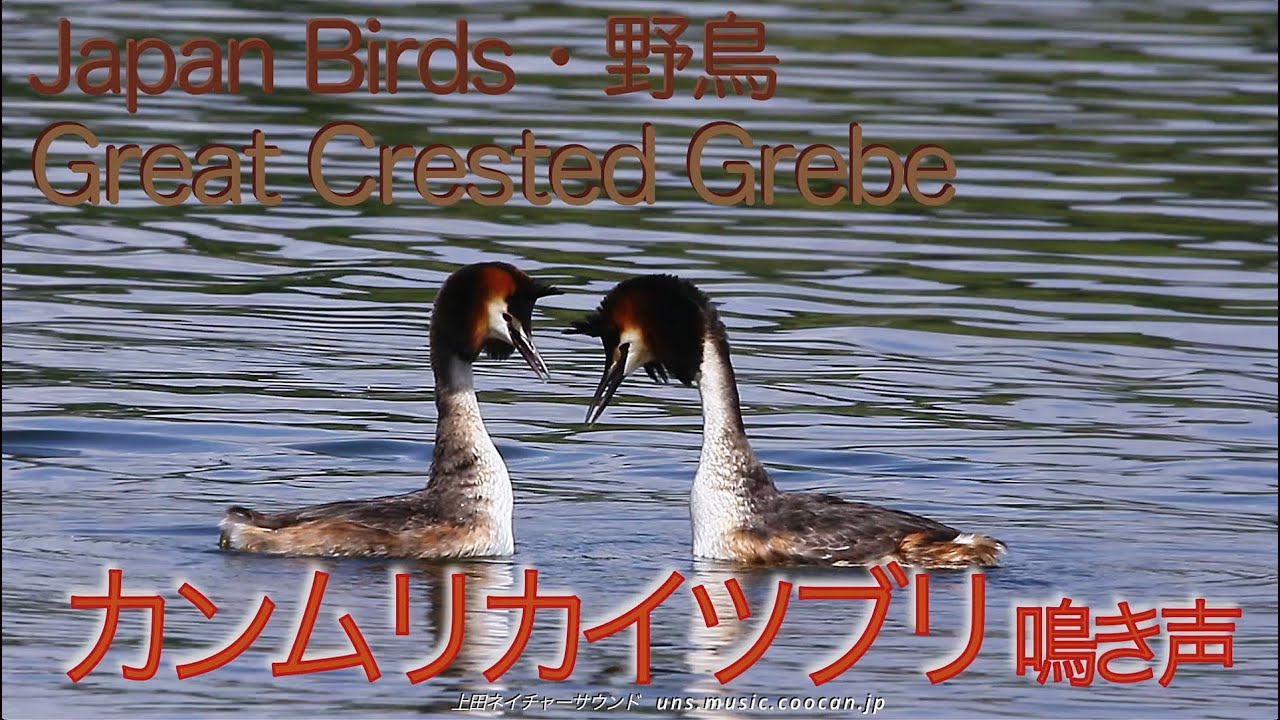 首振りダンス カンムリカイツブリの鳴き声 / Great Crested Grebe