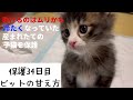 冷たくなっていた子猫の保護、34日目