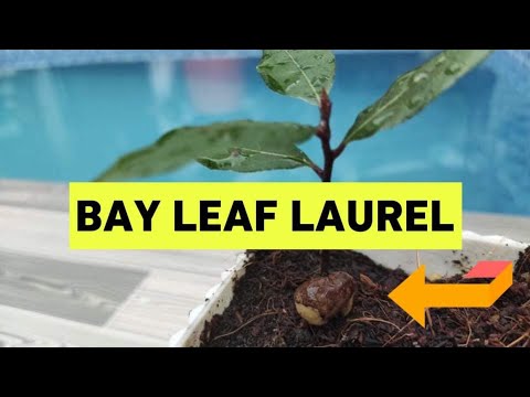Video: Spiring og vækst af laurbærfrø – hvordan man dyrker et laurbærtræ fra frø