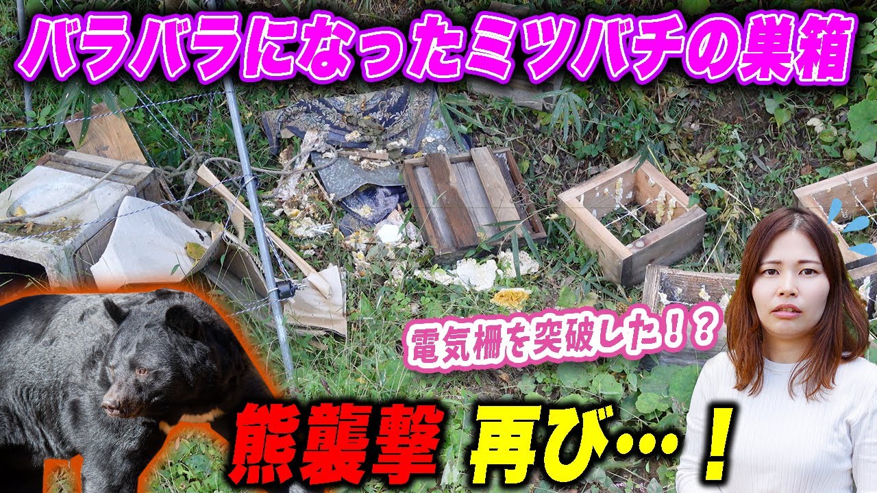 Japanese honeybees was attacked by bear again. - YouTube