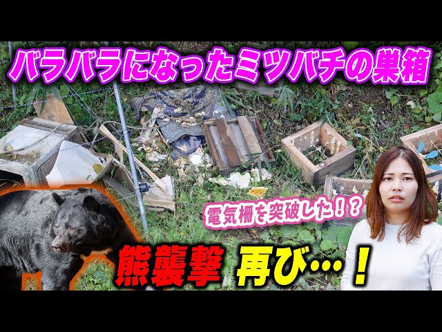 Japanese honeybees was attacked by bear again. - YouTube