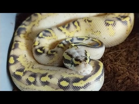 Live Reptile Chat! Because I Can! - YouTube