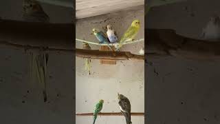 #viral #video #pets #aves #youtubeshorts #youtube #shortvideo #shorts #short #videos #videoshort