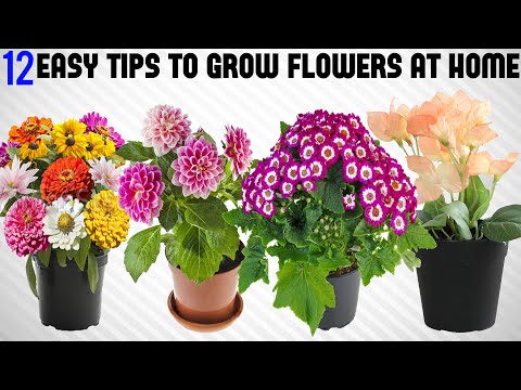 12 Tricks To Grow Tons of Flowers at Home | EASY TIPS