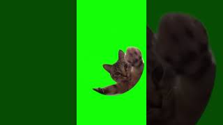 Cat dancing in a circle green screen