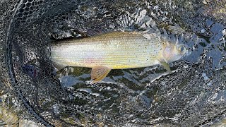 Dry Fly Fishing-Grayling Bosna i Hercegovina Fly revir-Korčanica. bosnia grayling flyfishing