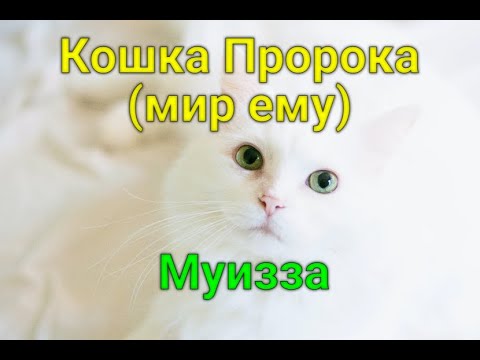 Кошки в исламе | Кошка Пророка (мир ему)