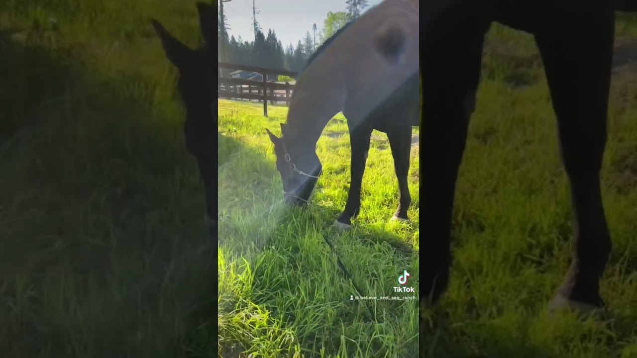 Rescue mare enjoying her first nibbles of spring grass