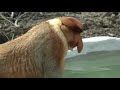 proboscis monkeys chilling to kero kero bonito's new song titled '21/04/20'