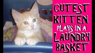 THREE LITTLE KITTENS PLAYING IN A LAUNDRY BASKET