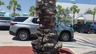 St Petersburg, Madeira Beach Fl , KOA.