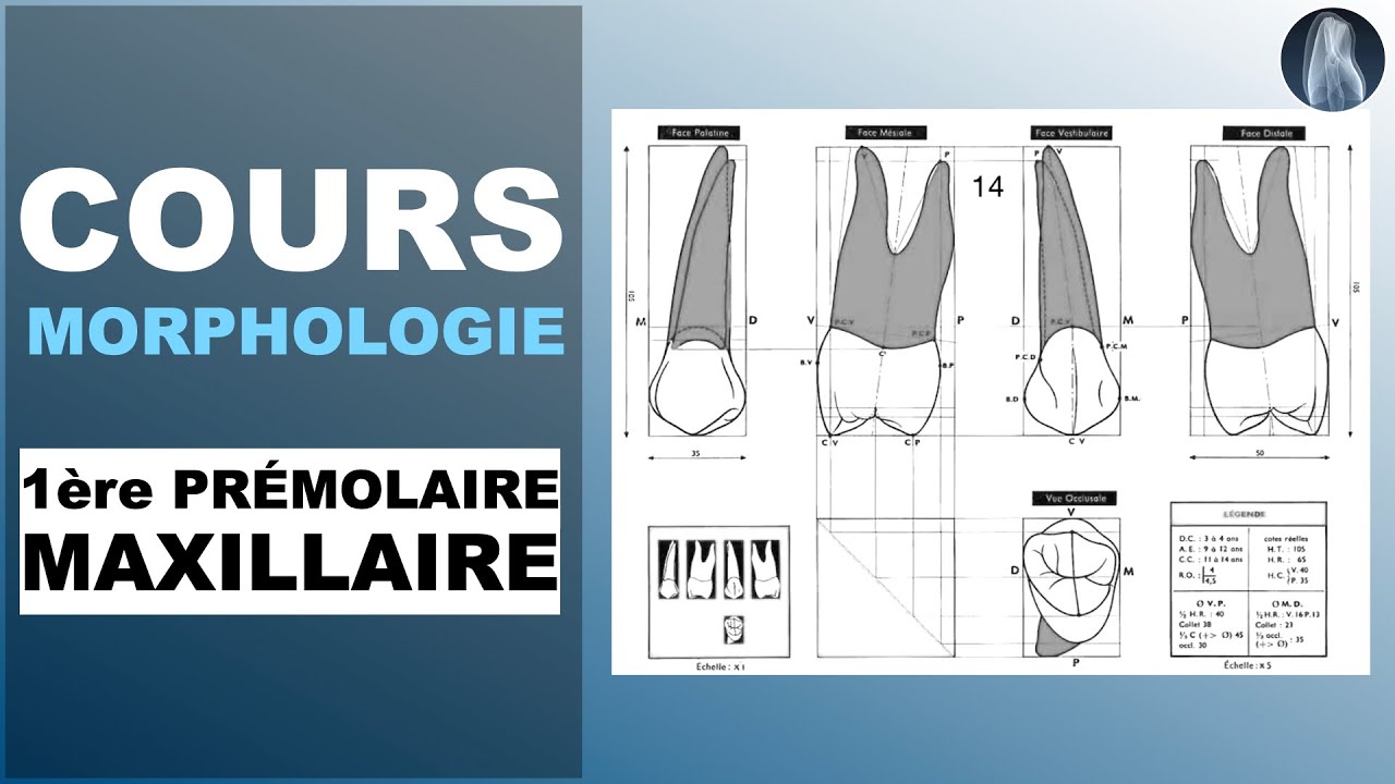 Bandes Molaires Orthodontiques Préformées Avec Boucle - Lot De 4 - Pour 1ères Et 2èmes Molaires - Support D'espace Dentaire