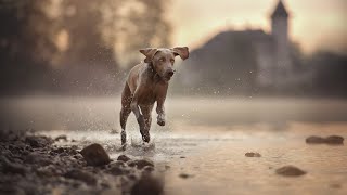 The Big Dog Extravaganza: Exploring the Top 10 Largest Dog Breeds. by Animals World 4k 11 views 3 months ago 8 minutes, 25 seconds