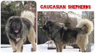 The Caucasian Shepherd Dog: RUSSIAN BEAR DOG, Caucasian Ovcarka. Кавказская овчарка. Russian Breeds